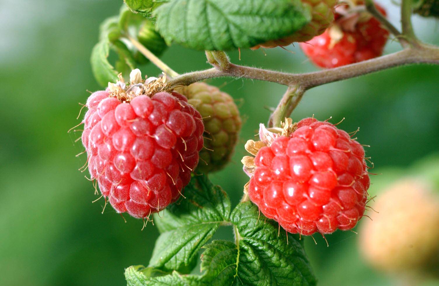 danau kasih: Raspberry / frambos /Raspberries