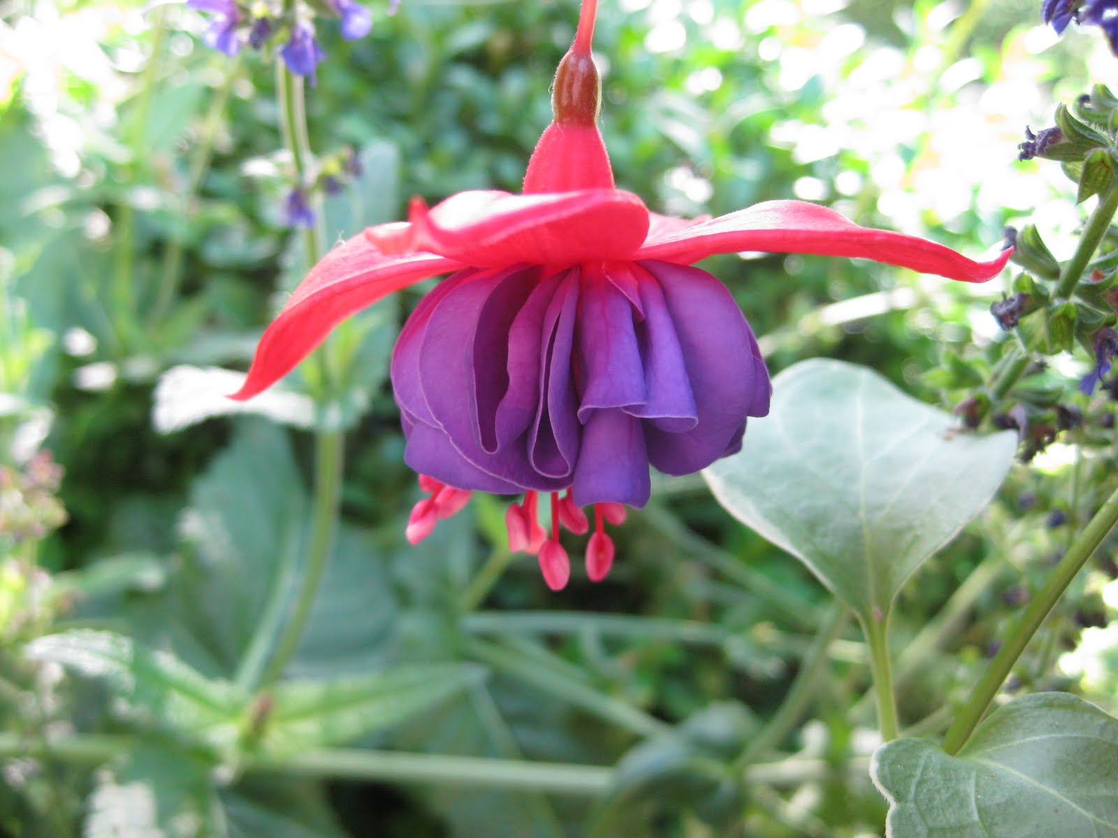 Flowers That Grow Upside Down