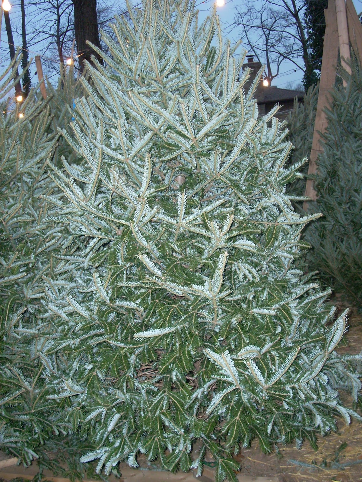 Mom to Mom Motherhood, Madness & Merlot by Ann Meyers Piccirillo WHERE TO BUY CHRISTMAS TREES