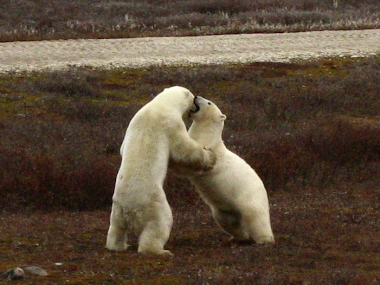 Polar Bears