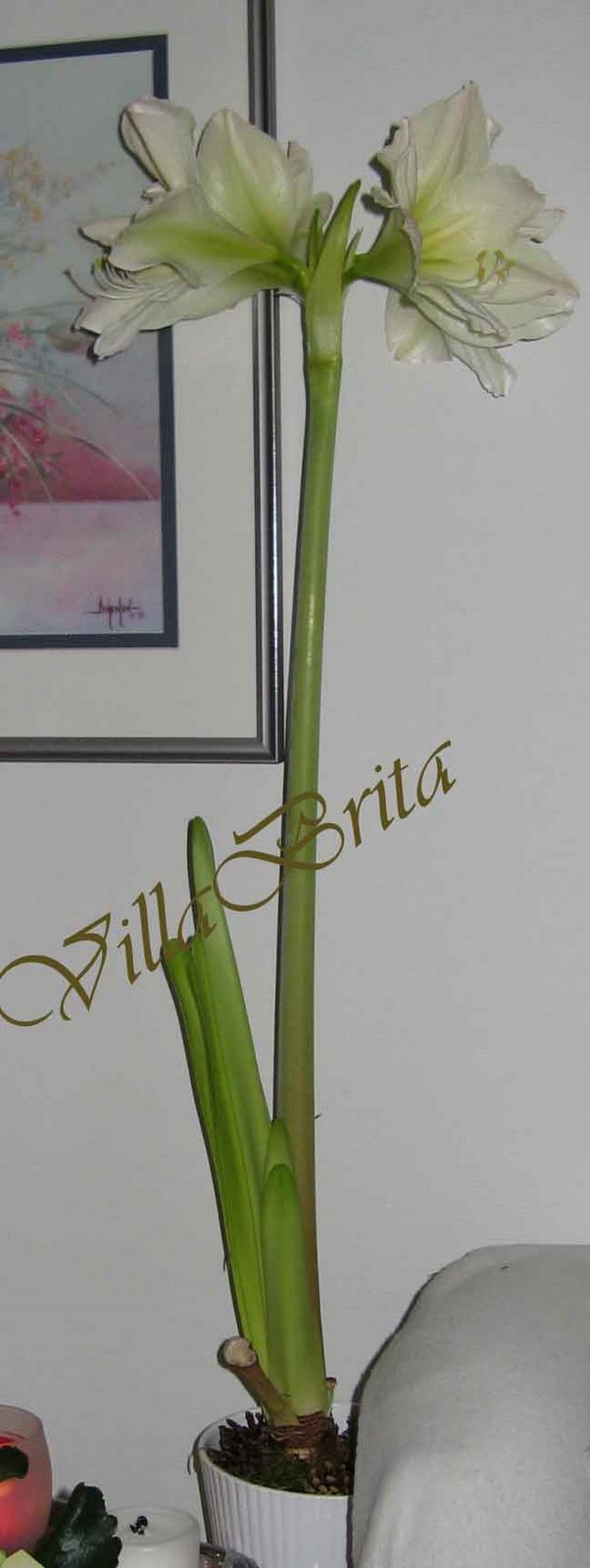[2008-12-26-amaryllis1.jpg]