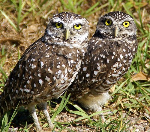 [pair+of+owls.jpg]