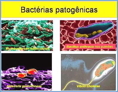 [Bactérias_patogenicas_floraisonline.jpg]