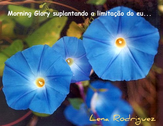 [Ipomoeaviolacea1-0.jpg]