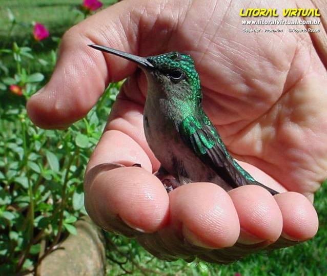 [saude+beija-flor.jpg]