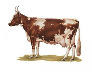 айширская молочная корова
