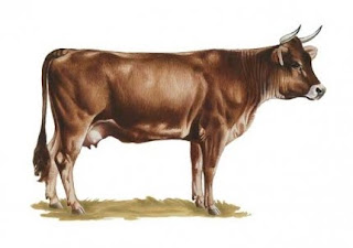 бурая швицкая молочная корова
