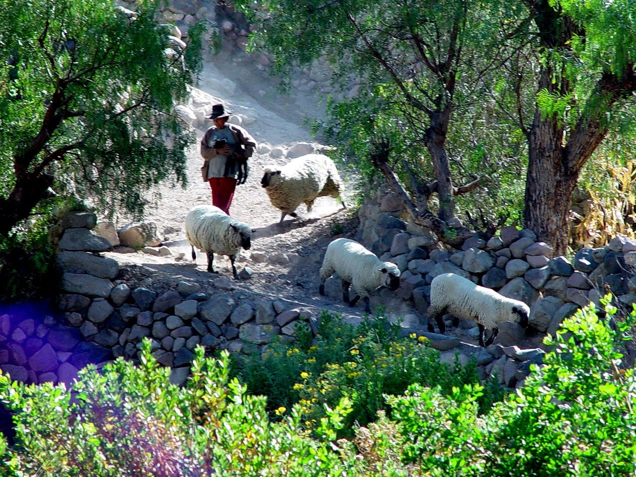 CANDARAVE, CAPITAL AYMARA DE TACNA: LUGAR TURISTICO MARJANI