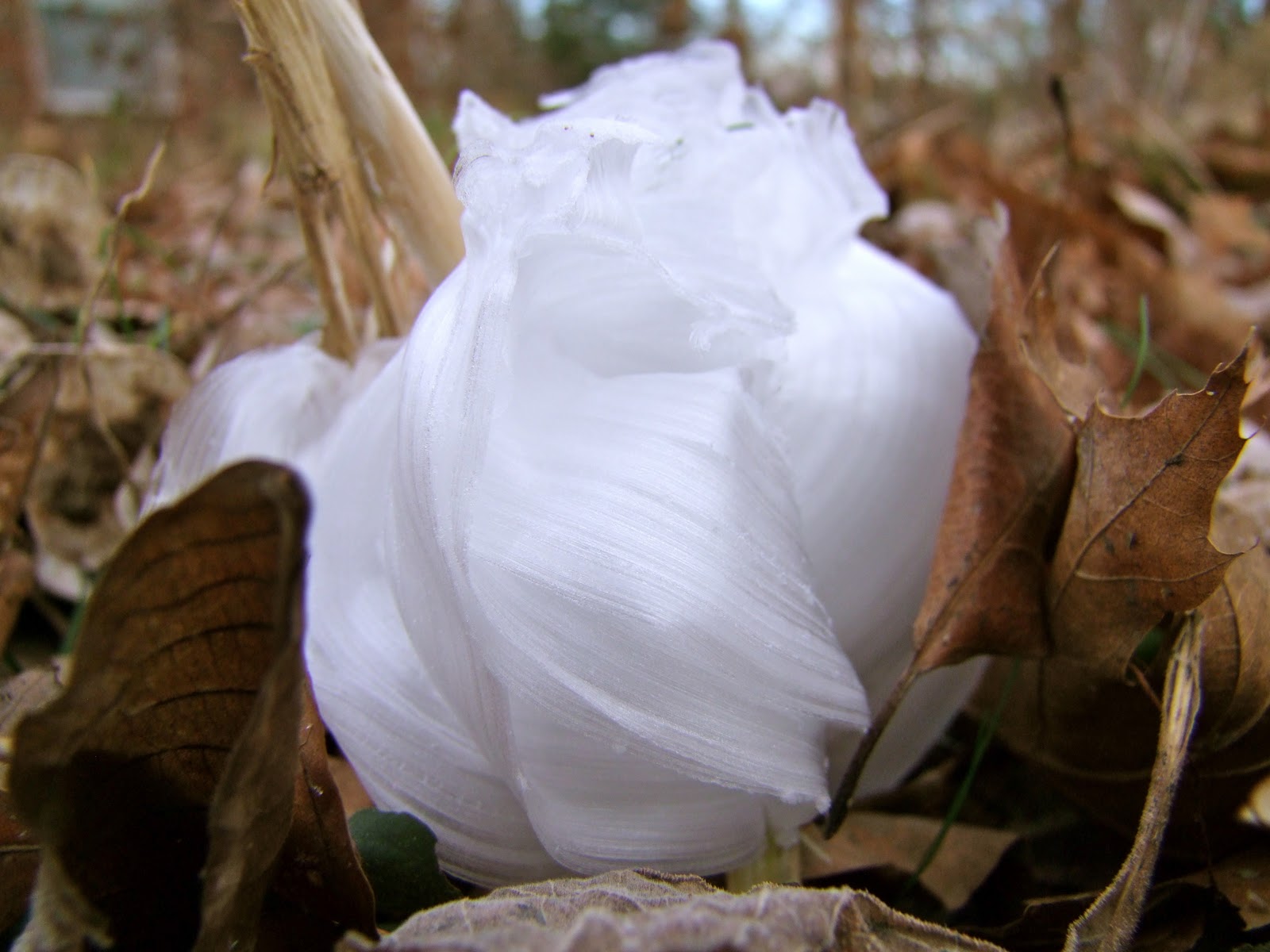 clay and limestone Frost Flowers Blooming In The Garden