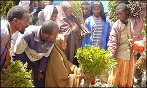 Eastern Ethiopia Khat Market