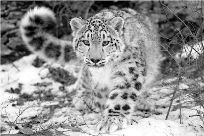 Wild Animals Names: Snow Leopard (Panthera Uncia)