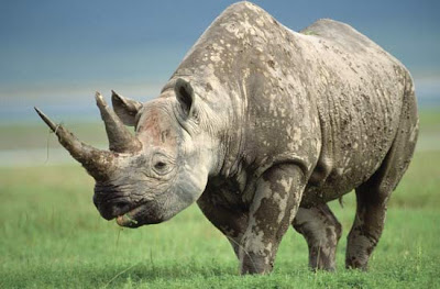 Rhinoceros+%28Diceros+bicornis%29 14 Spesies Mamalia Paling Langka & Unik yang Nyaris Punah