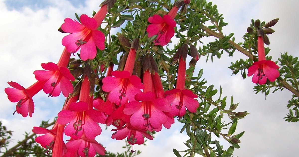 FLOR NACIONAL DEL PERÚ: Alerta al Perú