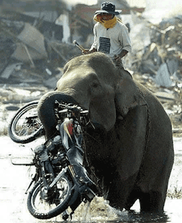 elephant1.png