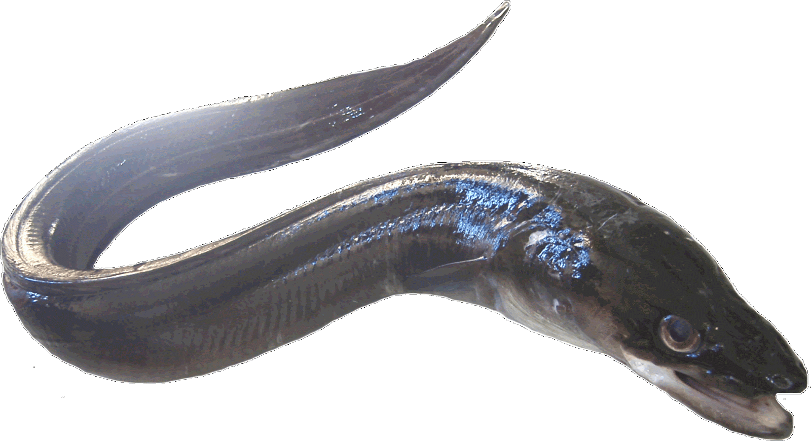 La plume dans l'assiette: La très attendue 