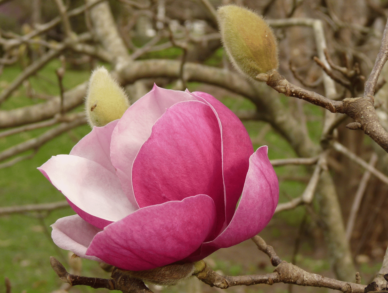 En el jardin: mirá las magnolias en flor...! no son divinas?
