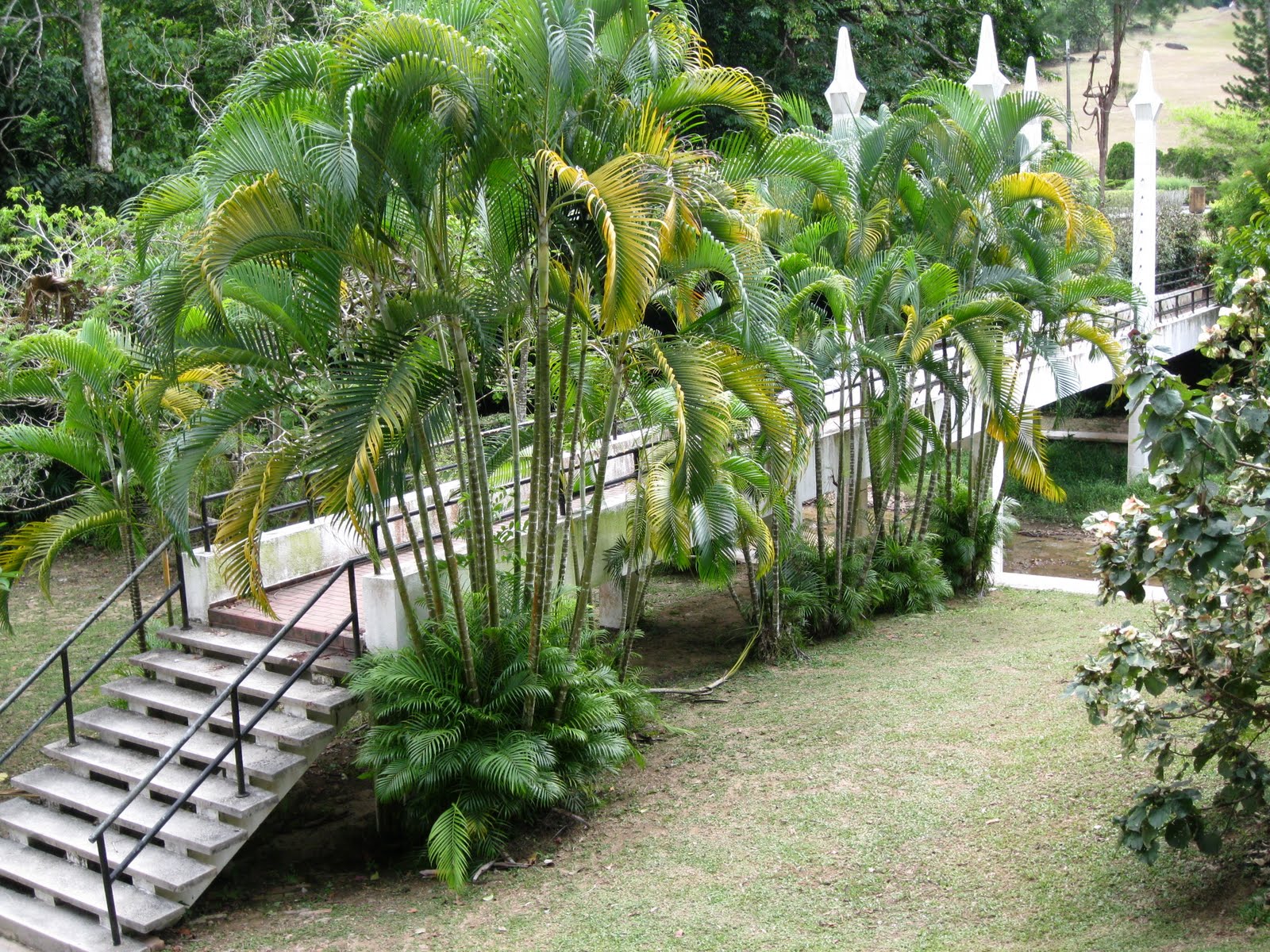 Valerie Sarah: Penang Botanical Garden