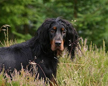 Ønsker du å kjøpe valp fra Folkviga`s Kennel