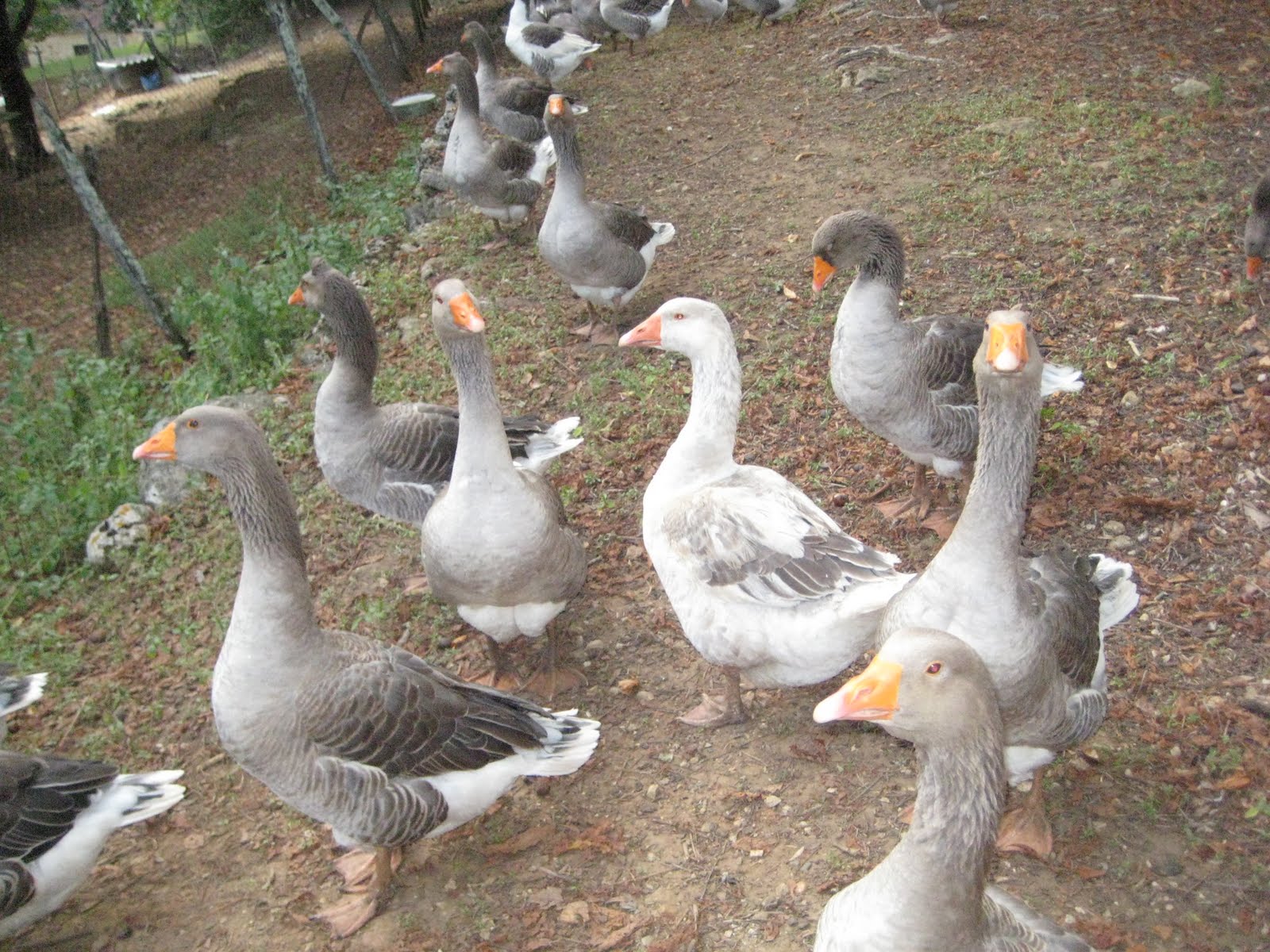 France, from Paris to Nice Ducks and geese