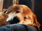 Our Lazy Levi Bear