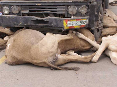 camel+%282%29.jpg