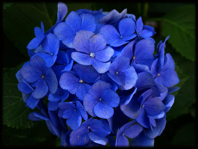 hortensia+bleue.jpg