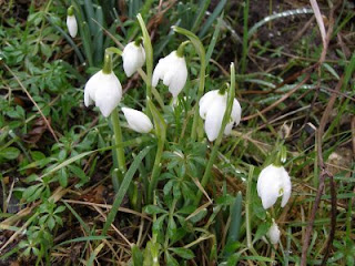 Some snowdrops in our garden