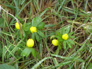 Some aconites (bright yellow very round flowers)