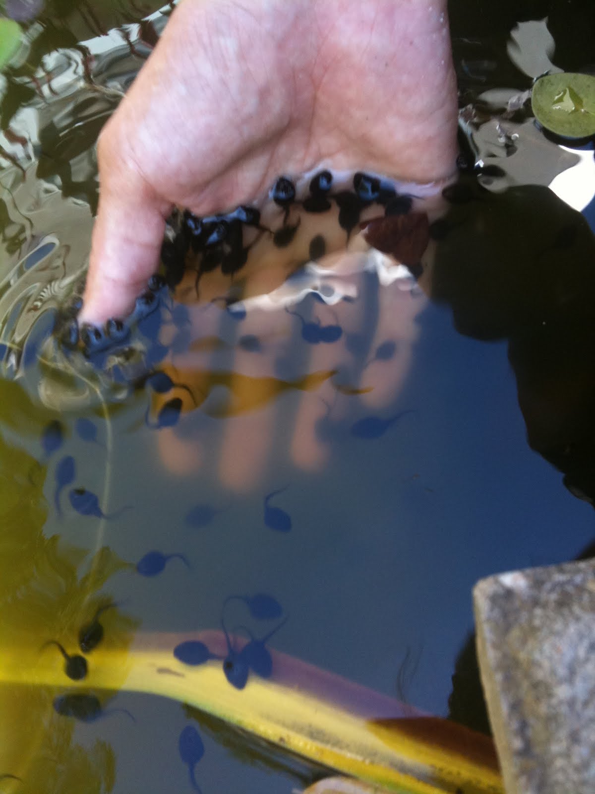 secretarisvogel Wat eten kikkervisjes?