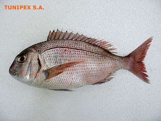 arma-o-de-pesca