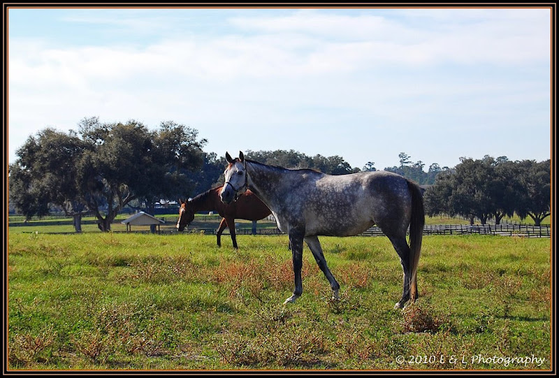 Ocala, Central Florida & Beyond Horse farms & thoroughbreds Ocala