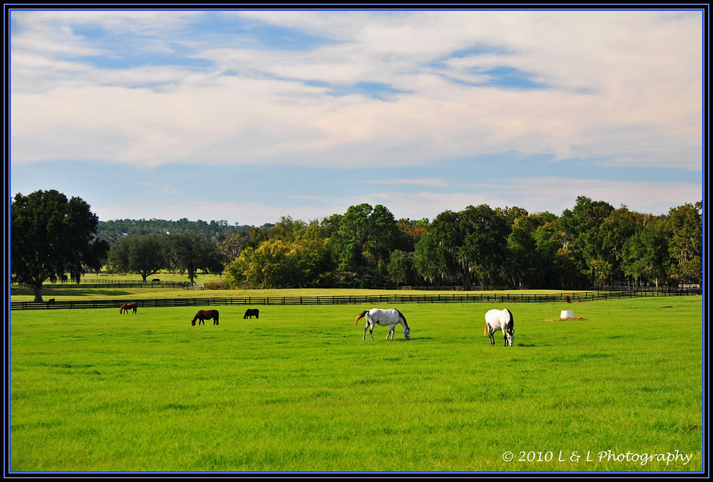 Ocala, Central Florida & Beyond Horse farms & thoroughbreds Ocala