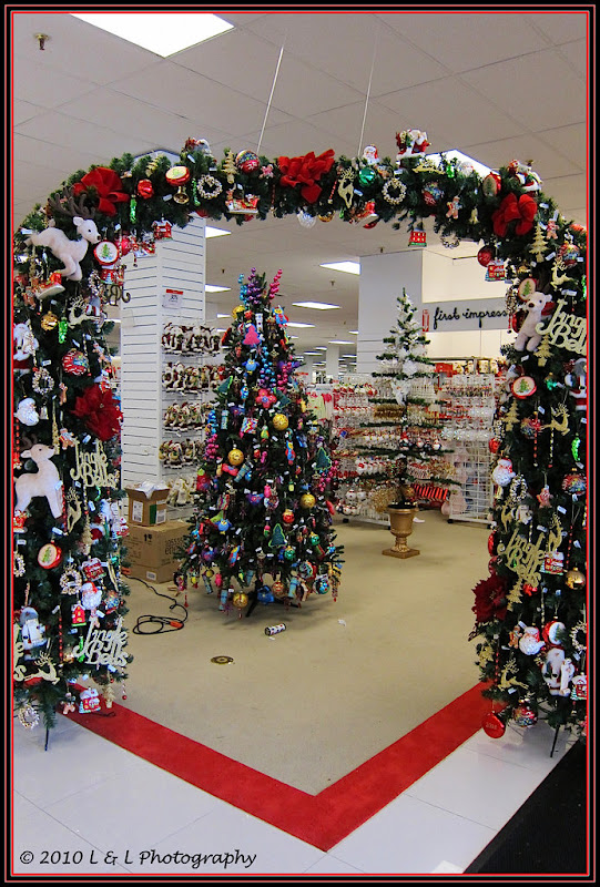 Ocala, Central Florida & Beyond Christmas trees in Ocala are ornamental...