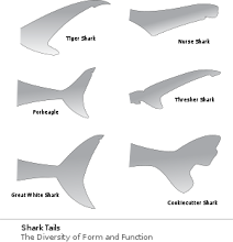 shark