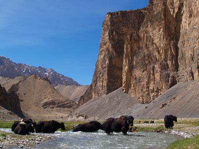 [Ladakh+Nomads+2005+-+Yaks+Dat+(3).jpg]