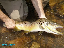 12lb plus Virginia Brown