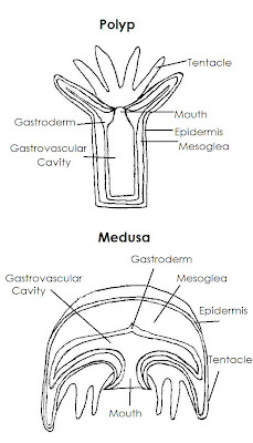 Cnidaria