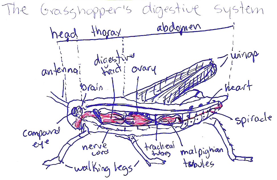 Arthropoda: Digestion
