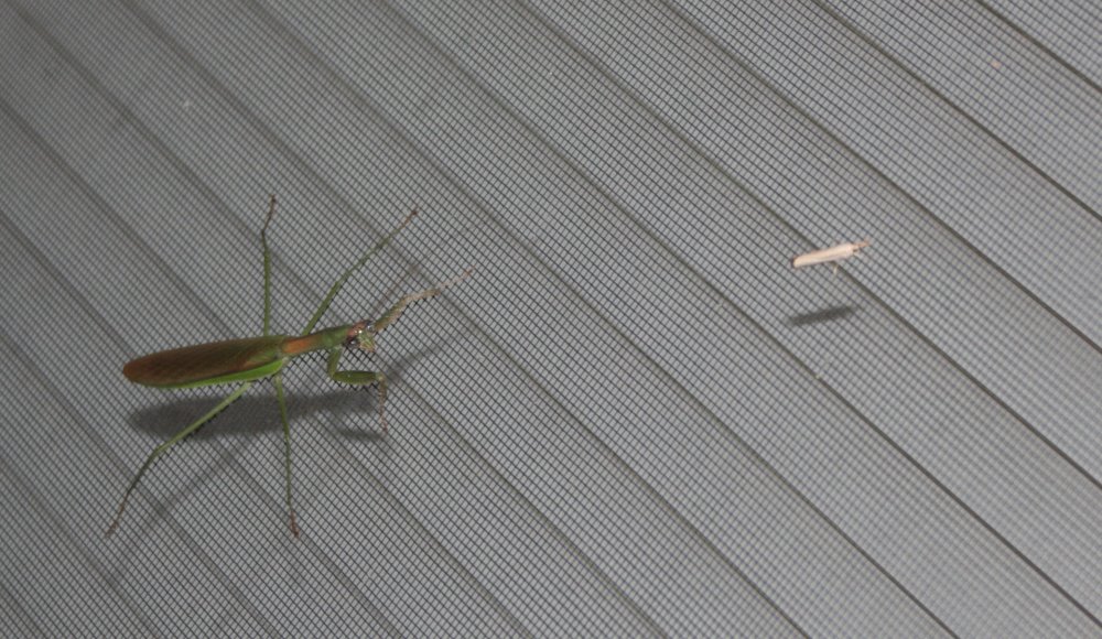 [Praying_Mantis.jpg]