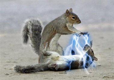 [squirrel-mage.jpg]