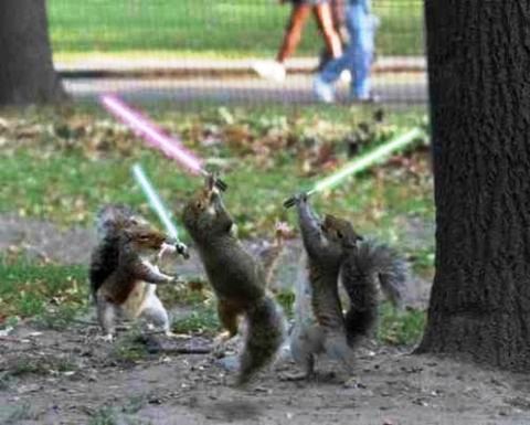 [squirrel-jedi.jpg]