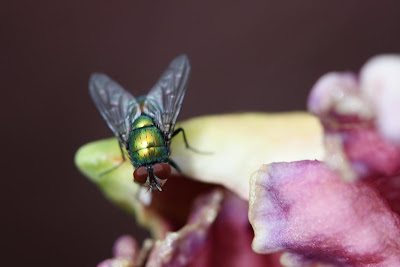 green bottle fly