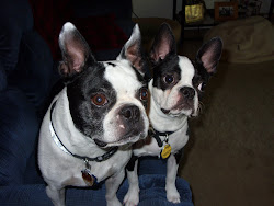 Taz & Tara