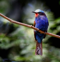 Blue headed bee- eater