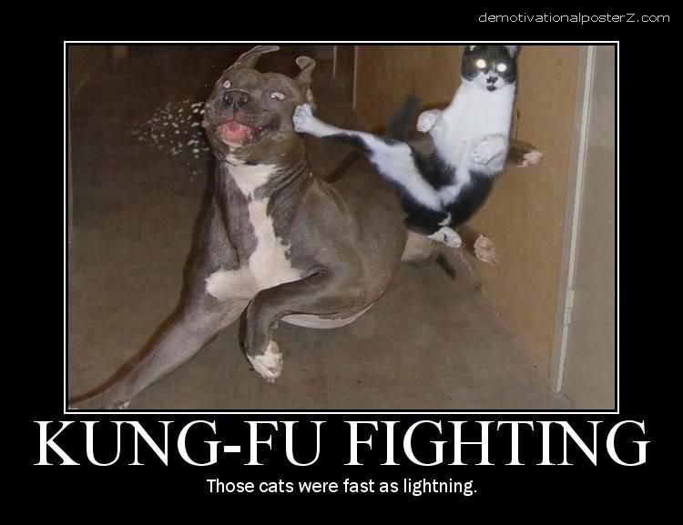 cat kicks dog