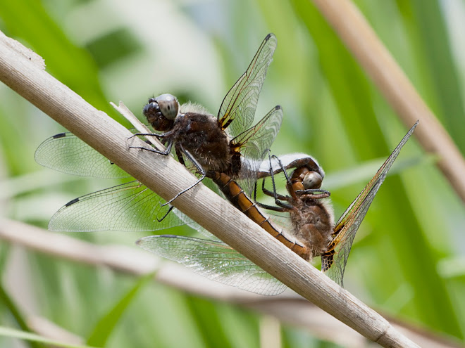 Scarce Chasers Mating
