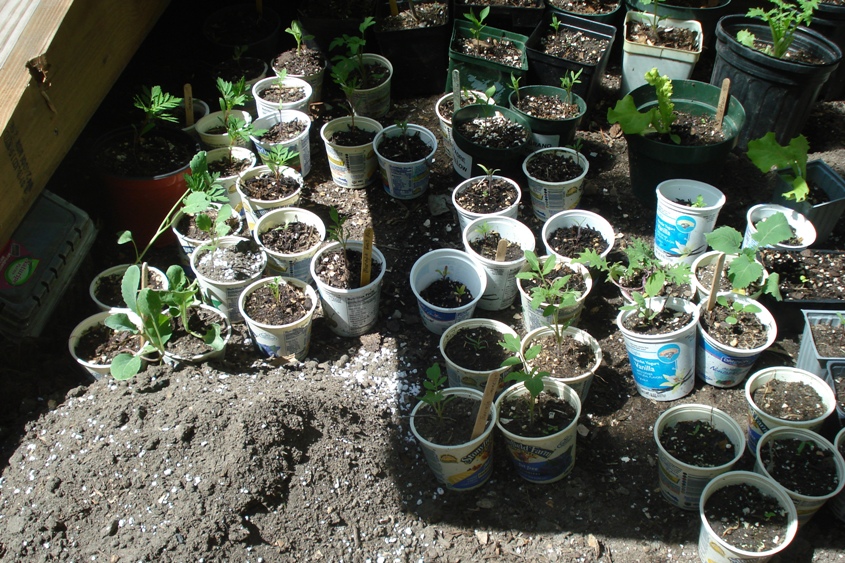 Tiptoe in Pawling Recycled Yogurt Cups Hold & Protect Seedlings