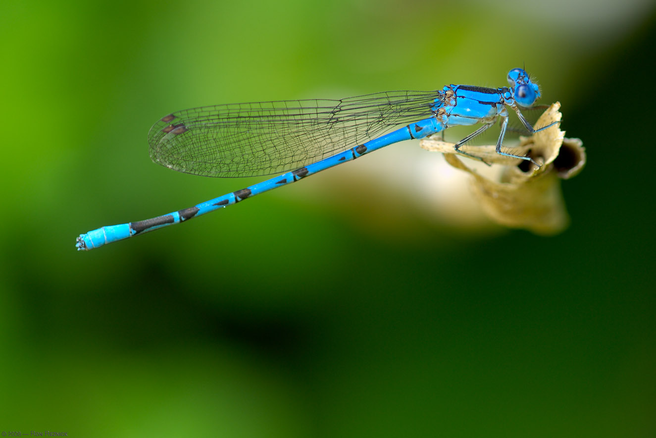 [DamselFly_X2748.jpg]
