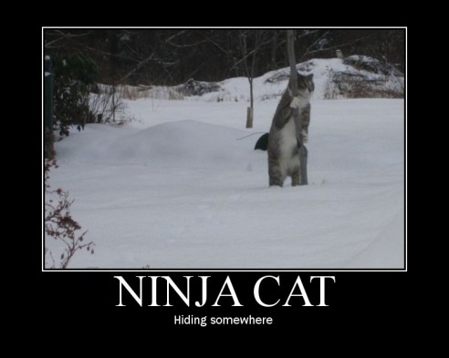 ninja_cat-492x393.jpg