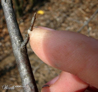 Is There Trouble Line In Your Palm ?